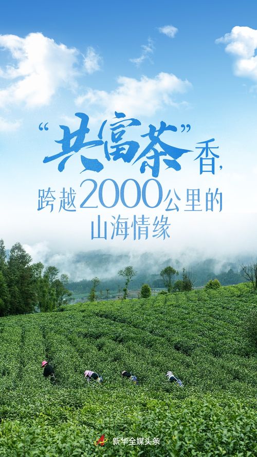 共富茶香 跨越2000公里的山海情緣